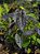 Colocasia Stark #42 - Híbrido Saytor Plants - Imagem 3