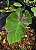 Colocasia Siam Ruby #38 - Imagem 5