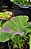 Colocasia Siam Ruby #38 - Imagem 2
