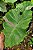 Colocasia Siam Ruby #38 - Imagem 3