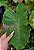 Colocasia Siam Ruby #38 - Imagem 1
