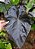 Colocasia New Moon #36 - Híbrido Saytor Plants - Imagem 2