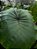 Colocasia Triangularis #35 - Imagem 1