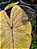 Colocasia Canary #48 - Imagem 2