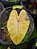 Colocasia Canary #48 - Imagem 4