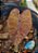 Colocasia Canary #48 - Imagem 5