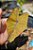 Colocasia Canary #48 - Imagem 6
