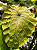 Colocasia Canary #48 - Imagem 1