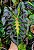 Colocasia Tossakan #44 - Imagem 3