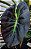 Colocasia Tossakan #44 - Imagem 4