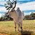 🚫 🐂🐄🐎 CERCA ELÉTRICA RURAL⚡️ 🐐🐖 - Imagem 6