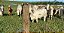 🚫 🐂🐄🐎 CERCA ELÉTRICA RURAL⚡️ 🐐🐖 - Imagem 9