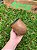 Cuia Bago de Touro Virola de Alpaca - BR2 - Imagem 2