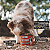 Super Powder  (Mix De Vísceras Bovinas) - The Hungry - Imagem 6