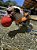 Kong Bounzer - Imagem 2