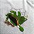 Camiseta Flip Scrap Moe Fingerboard Forever Skate de Dedos Cinza - Imagem 4