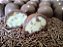 50 trufas nobre sortidas - Imagem 5