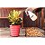 Cachepo Vaso Plastico Flores Rosa 5,5Ltramontina 78125213 - Imagem 3
