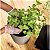 Cachepo Vaso Plastico Flores Cinza 5,5Ltramontina 78125215 - Imagem 3