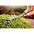 Tesoura Cerca Viva 12 Lamina Serri Tramontina 78331125 - Imagem 3