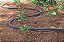 Mangueira Jardim Transpirante 1/2 20M Tramontina 79262204 - Imagem 4