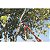 Tesourao De Poda C/ Cabo 43Cm Tramontina 78360505 - Imagem 3