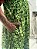 Vestido Tsuru - Estampa Verde - Imagem 5