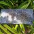 CROPPED FLOR DO CAMPO - Imagem 2