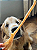 Big Bumerangue - Tendão bovino 1un Alecrim Pet - Imagem 2