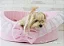 Cama Pet: Cama Europa Pérolas OMD- Oh My Dog - Imagem 2