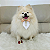 Laço Luxo Vermelho com Duas Flores para Pet – Sofisticação e Estilo para Seu Melhor Amigo - Imagem 1