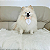 Gravata Elegante para Pet – Charme, Estilo e Sofisticação para o Seu Melhor Amigo - Imagem 1