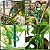 Grampos de jardinagem 100 PÇ - Imagem 5