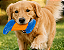 KONG Rambler Rattlez Swirl Ball Brinquedo para Cachorro Interativo 19cm - Imagem 4