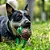 Brinquedo Interativo com Corda Animais Esticadinhos Tartaruga para Cães Pequenos - QMonster - Imagem 3