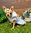 Casaco Alegria Azul para Cães Pequenos | Fleece Macio, Conforto e Estilo 💙🦊 - Imagem 3