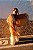 Pashmina Santa Fé • Atardecer - Imagem 12