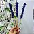 Vareta Para Difusor Boca Lavanda - 25cm - Imagem 2