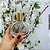 Porta Perfume Chance - 50ml Tampa Dourada - Imagem 3