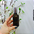 Vidro Âmbar 50ml c/Bulbo Prata - UN - Imagem 4