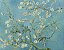 Amoreira em flor (Almond blossom) - Vicent Van Gogh - Imagem 1