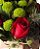 ARRANJO PIRÂMIDE- ROSAS VERMELHAS - MARGARIDA VERDE NO CACHEPOT - Imagem 2