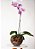 ORQUÍDEA NO CACHEPOT DE VIDRO - Imagem 1