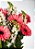 BUQUÊ DE GÉRBERAS ROSAS COM BOCA DE LEÃO BRANCAS - Imagem 2