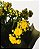CALANDIVA - Imagem 3