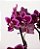 MINI ORQUÍDEA NO CACHEPOT DE VIDRO - Imagem 3