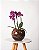 MINI ORQUÍDEA NO CACHEPOT DE VIDRO - Imagem 1