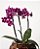 MINI ORQUÍDEA NO CACHEPOT DE VIDRO - Imagem 2