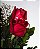 BUQUÊ 6 ROSAS - Imagem 6