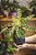 CALATHEA INSIGNIS - Imagem 1